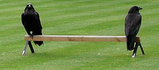 tower of london ravens